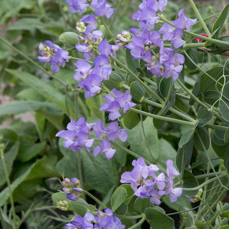 dt-brown FLOWER SEEDS Sweet Pea Lord Anson's Pea Seeds