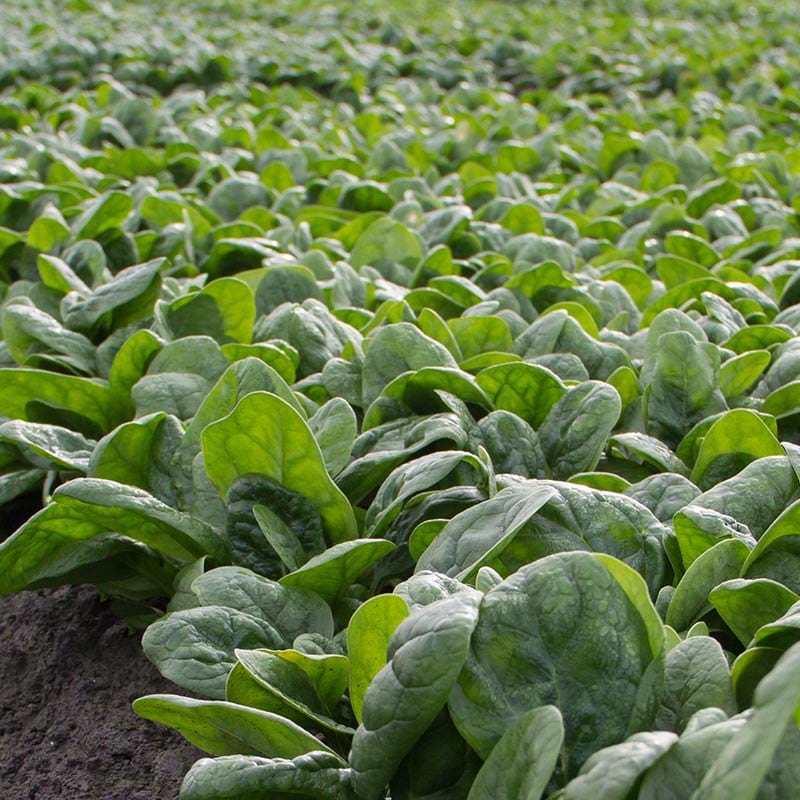 dt-brown VEGETABLE SEEDS Spinach Monteray F1 Seeds