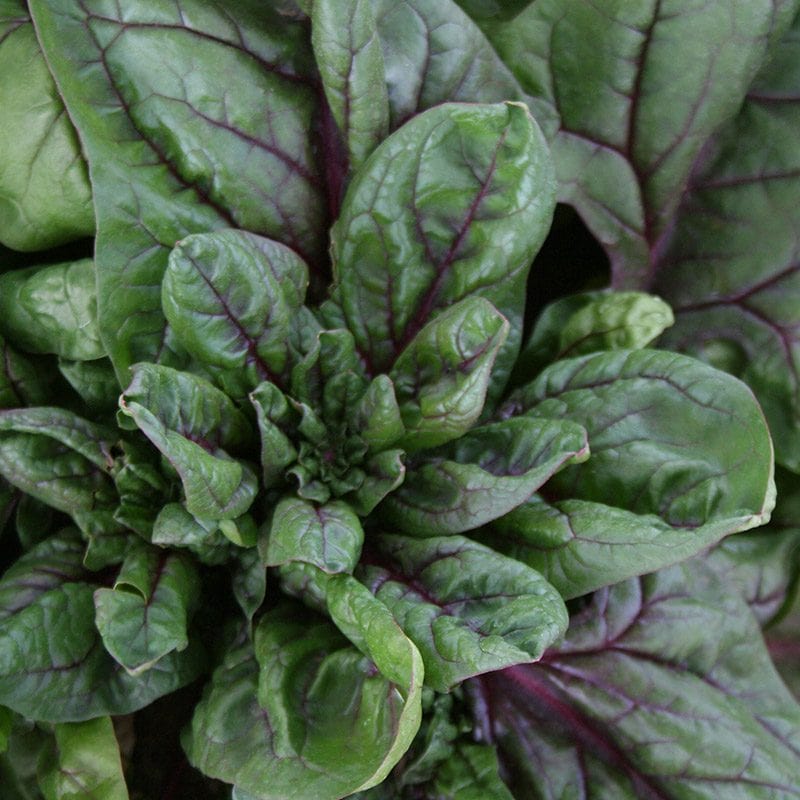 dt-brown VEGETABLE SEEDS Spinach Rubino F1 Seeds