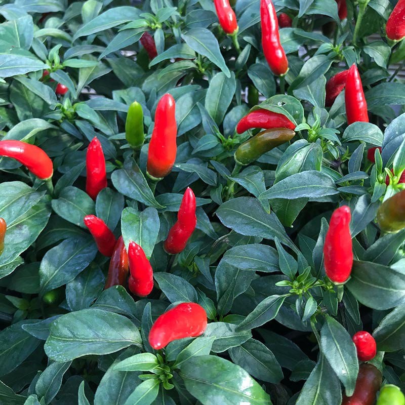 dt-brown VEGETABLE SEEDS Pepper (Chilli) Quickfire F1 Seeds