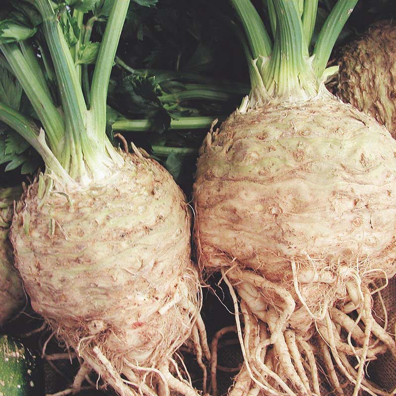 dt-brown VEGETABLE SEEDS Celeriac Neon F1 Seeds