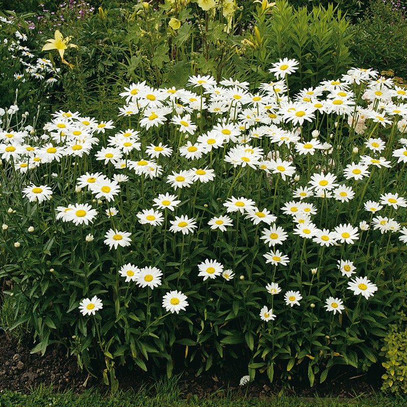 dt-brown FLOWER SEEDS Chrysanthemum Ox Eye Daisy Seeds