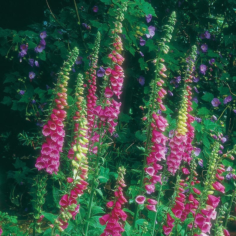 dt-brown FLOWER SEEDS Foxglove Wild Foxglove Seeds