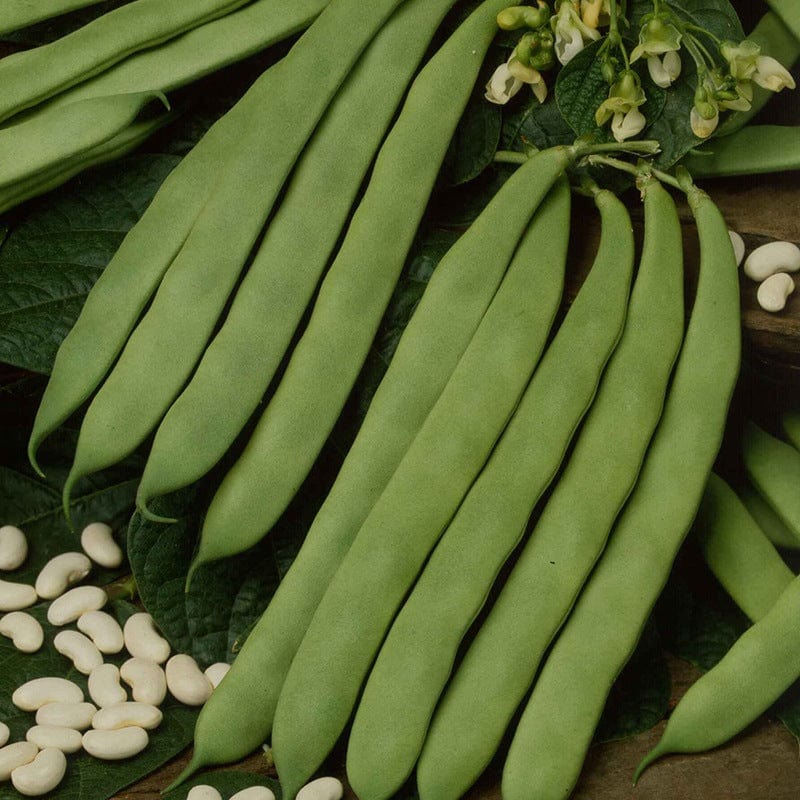 dt-brown VEGETABLE SEEDS French Bean (Dwarf) Atlanta Seeds