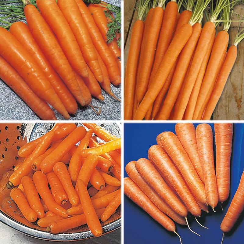 dt-brown VEGETABLE SEEDS Carrot Seeds Cropping Programme