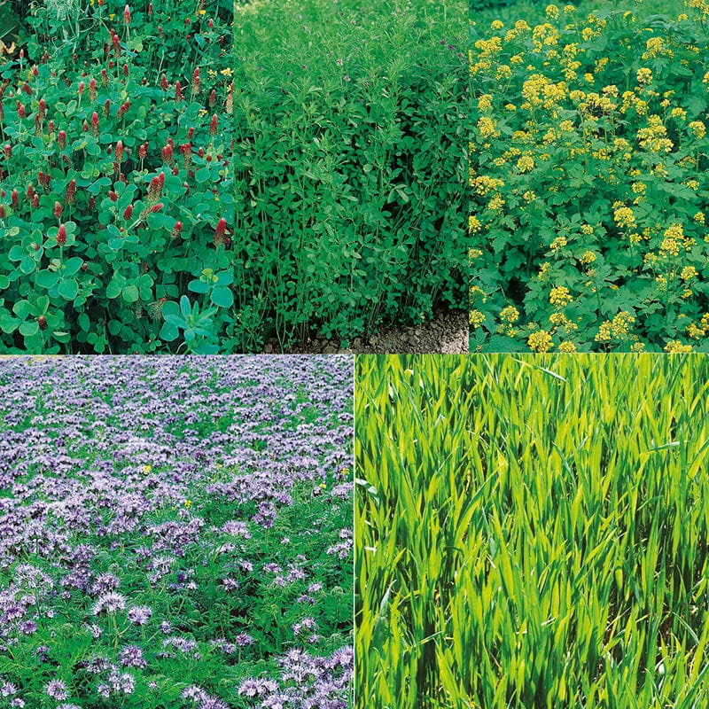 dt-brown VEGETABLE SEEDS Green Manure Seeds Collection