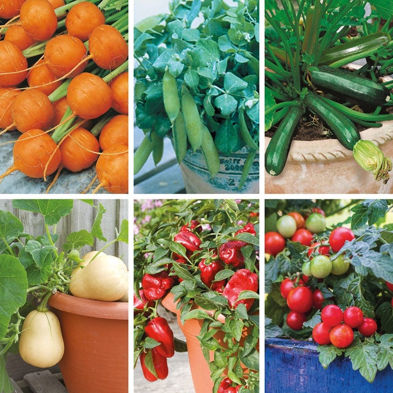 dt-brown VEGETABLE SEEDS Pots and Containers Vegetable Seed Collection