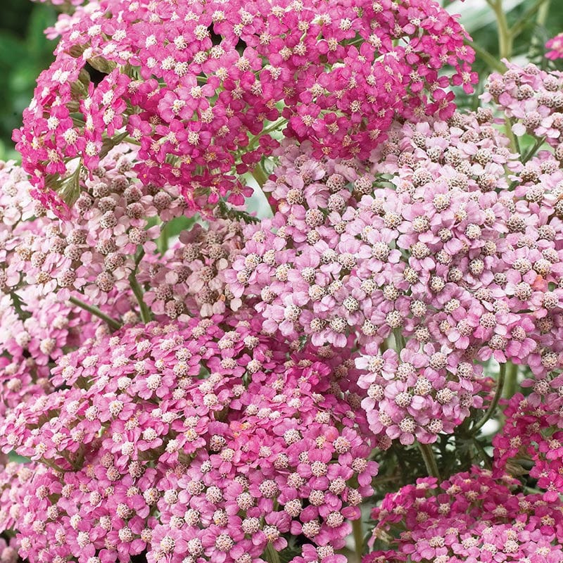 dt-brown FLOWER PLANTS Achillea Appleblossom Potted Flower Plant