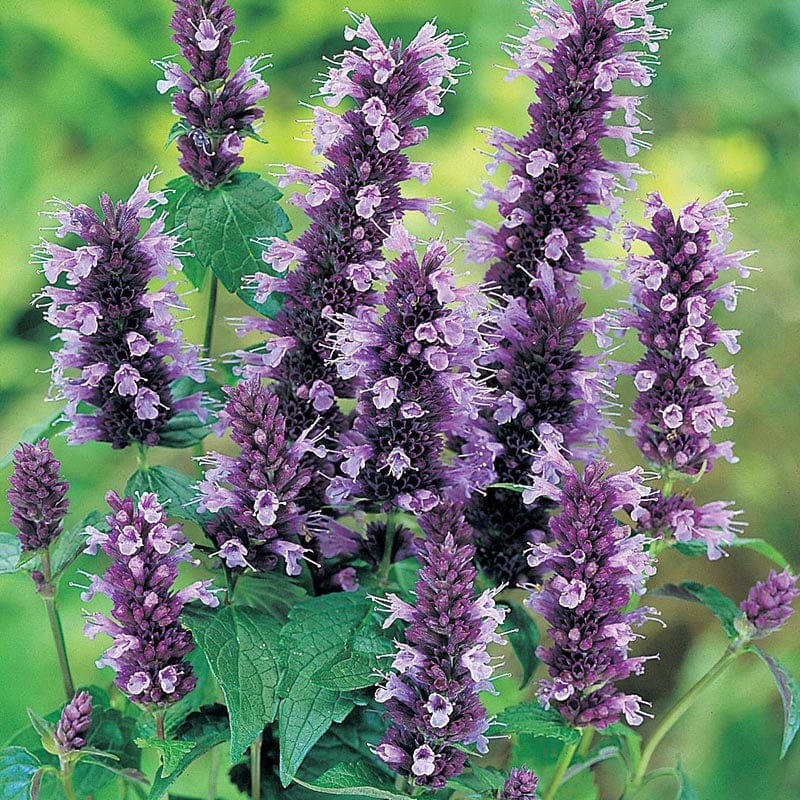 dt-brown FLOWER PLANTS Agastache Blackadder Potted Flower Plant