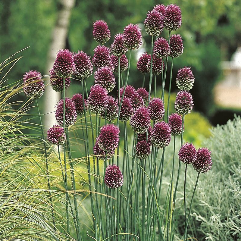 dt-brown FLOWER BULBS Allium sphaerocephalon Flower Bulbs