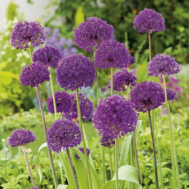 dt-brown FLOWER BULBS Allium Purple Sensation Bulbs