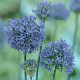 dt-brown FLOWER BULBS Allium caeruleum Bulbs