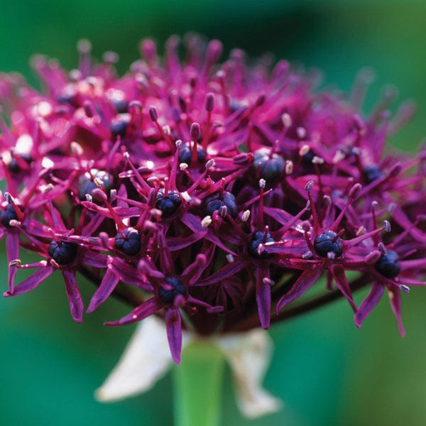 dt-brown FLOWER BULBS Allium atropurpureum & nigrum Bulb Collection