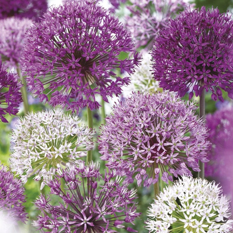 dt-brown FLOWER BULBS Allium Border Mix Twin Pack