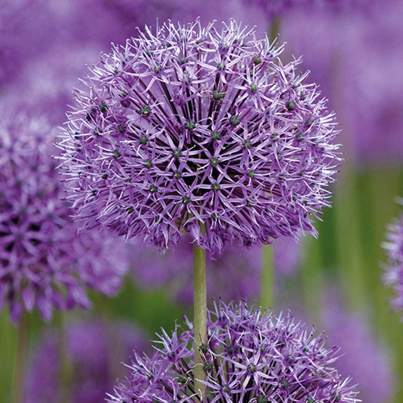 dt-brown FLOWER BULBS Allium rosenbachianum Flower Bulbs