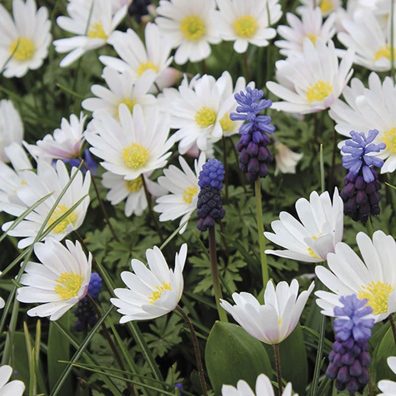 dt-brown FLOWER BULBS Anemone Blanda White Splendour Bulbs