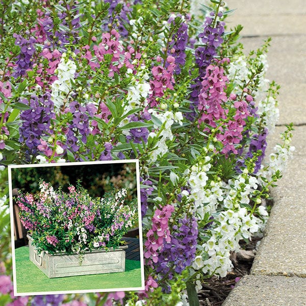 dt-brown FLOWER PLANTS Angelonia Serena Mixed Plug Plants