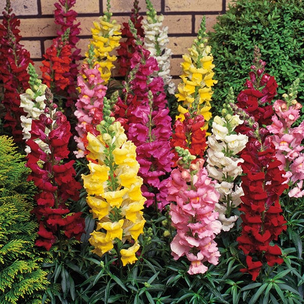 dt-brown FLOWER PLANTS 30 Garden Ready Plants Antirrhinum Sonnet Mixed F1 Plug Plants