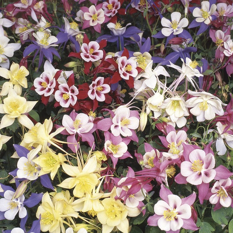 dt-brown FLOWER PLANTS Aquilegia Swan Mixed F1