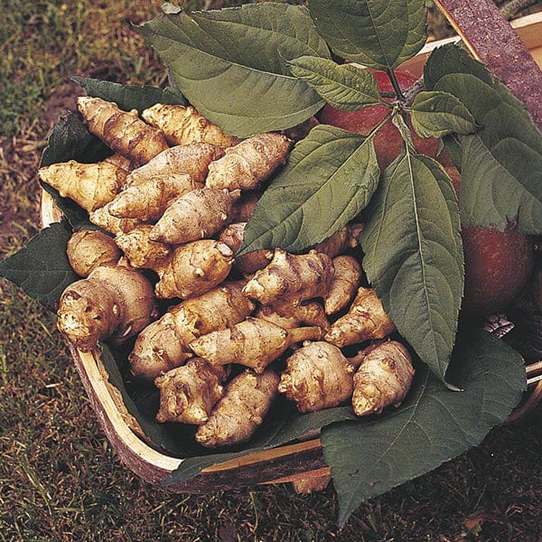 dt-brown VEGETABLE PLANTS Jerusalem Artichoke Fuseau Tubers