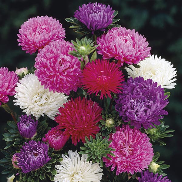 dt-brown FLOWER PLANTS Aster Matador Mixed Plug Plants