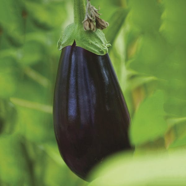 dt-brown VEGETABLE PLANTS Aubergine Black F1 Pearl Grafted Plants