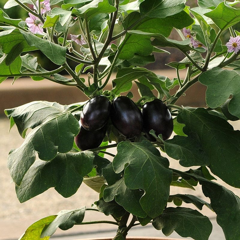 dt-brown VEGETABLE SEEDS Aubergine Patio Baby Seeds