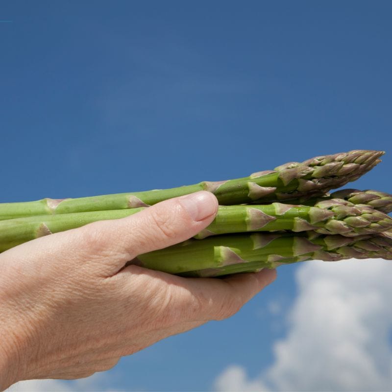 dt-brown VEGETABLE PLANTS Asparagus Backlim Crowns