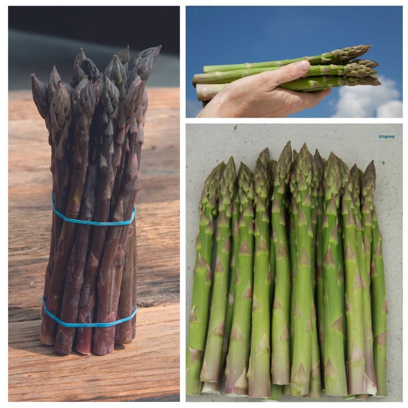 dt-brown VEGETABLE PLANTS Asparagus Crown Collection