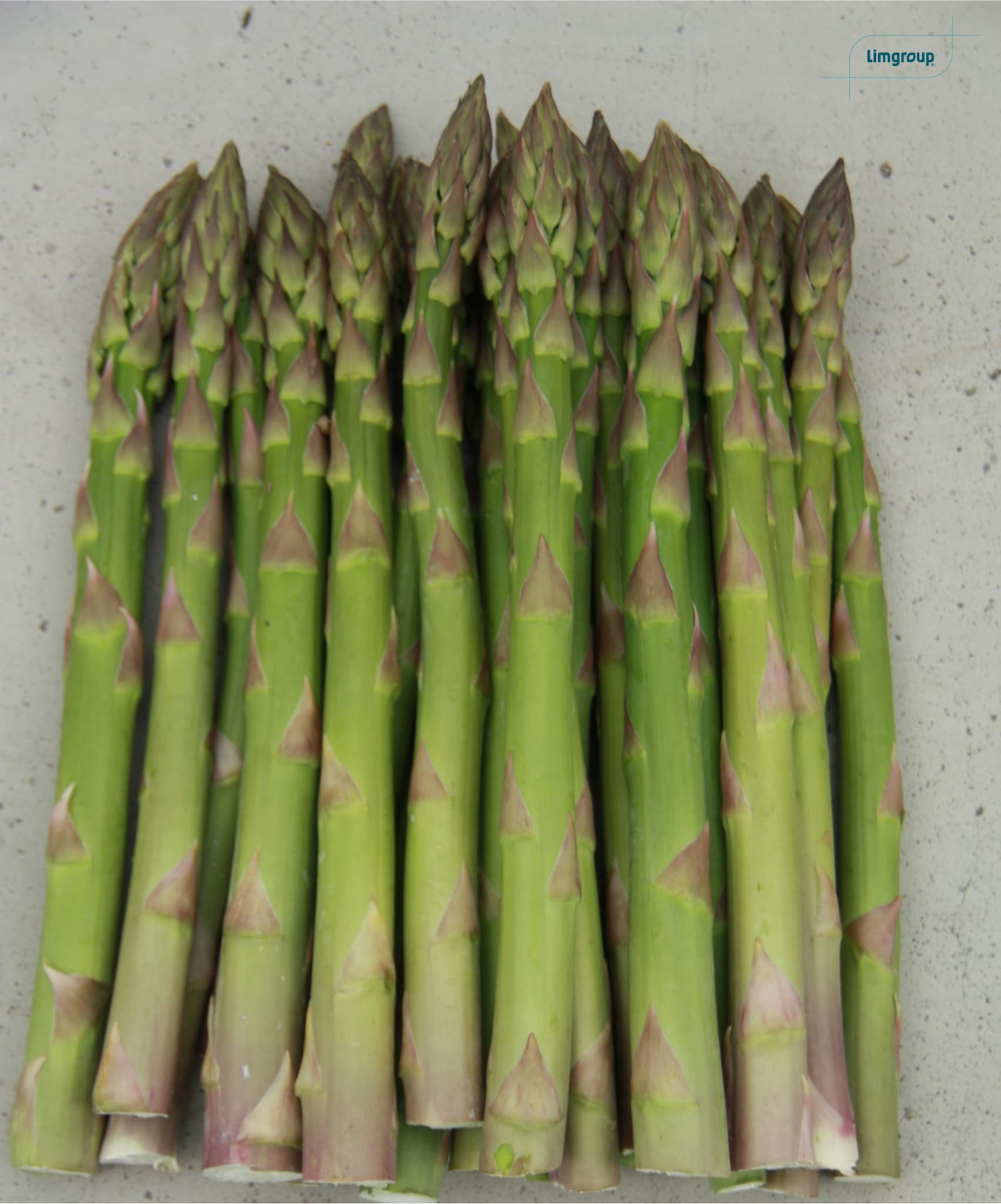 dt-brown VEGETABLE PLANTS Gijnlim Asparagus Crowns