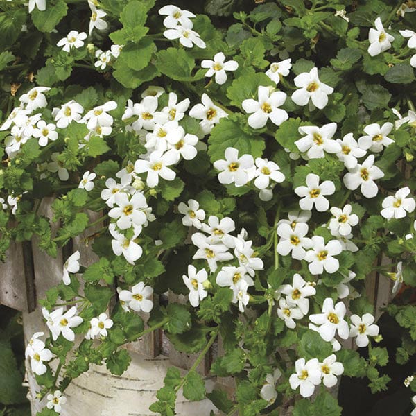 dt-brown FLOWER PLANTS Bacopa Snowtopia Flower Plants