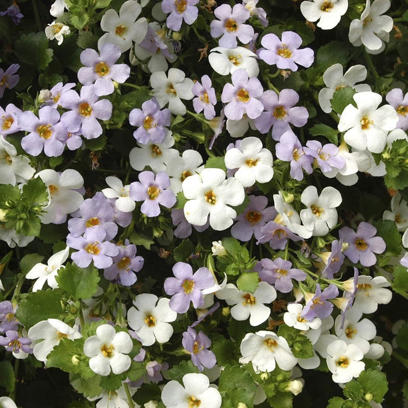 dt-brown FLOWER PLANTS Bacopa Topia Mixed Plug Plants