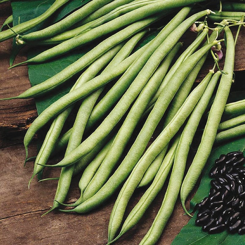 dt-brown VEGETABLE PLANTS 10 Plants (LATE) Climbing French Bean Cobra AGM Veg Plants