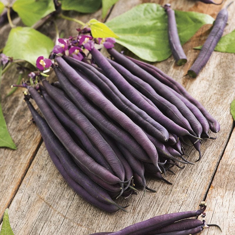 dt-brown VEGETABLE PLANTS 10 Plants (EARLY) Dwarf French Bean Amethyst Plants