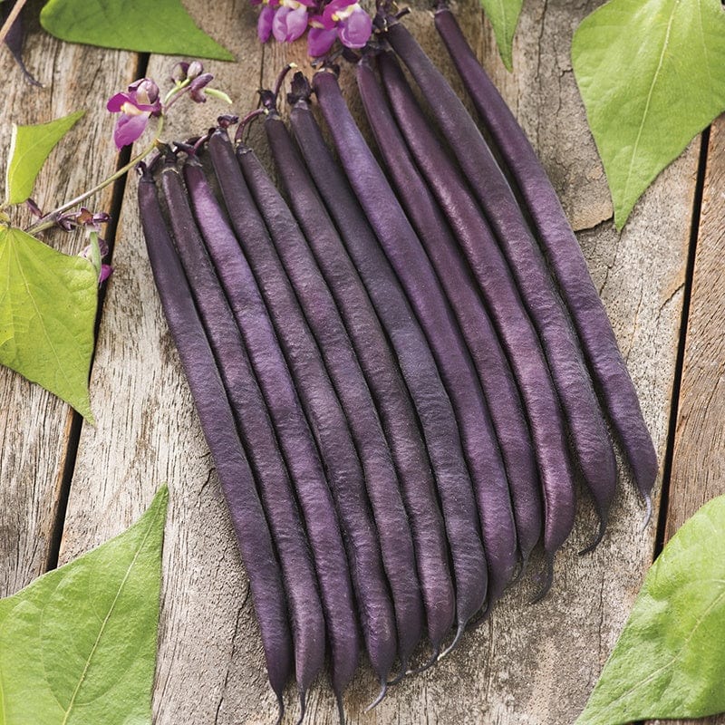 dt-brown VEGETABLE PLANTS Dwarf French Bean Amethyst Plants