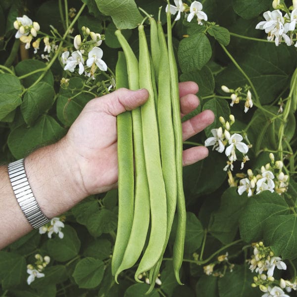 dt-brown VEGETABLE SEEDS Runner Bean Seed Collection