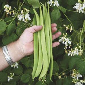 dt-brown VEGETABLE PLANTS Runner Bean Moonlight Plants (Early Despatch)