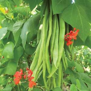 dt-brown VEGETABLE PLANTS 6 x garden ready plants (Early plants) Runner Bean Firestorm AGM Vegetable Plants