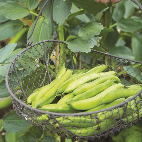 dt-brown VEGETABLE PLANTS Broad Bean Luz de Otono (Early Despatch)