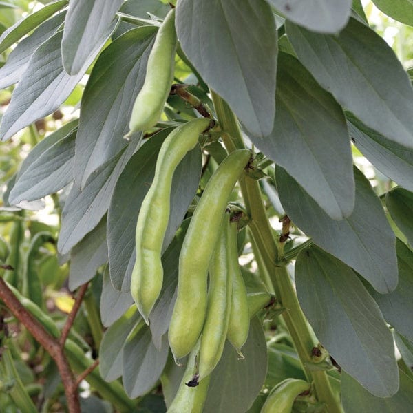 dt-brown VEGETABLE PLANTS Broad Bean Superaguadulce Plants