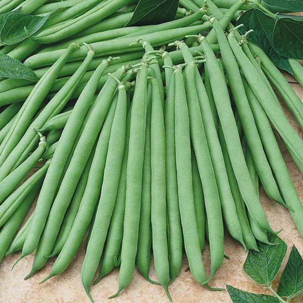 dt-brown VEGETABLE PLANTS 6 x garden ready plants (late) Dwarf French Bean Primavera Plants