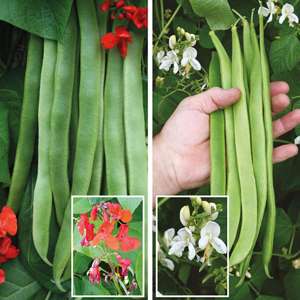 dt-brown 12 garden ready plants EARLY Runner Bean Firestorm and Moonlight Vegetable Plants Collection