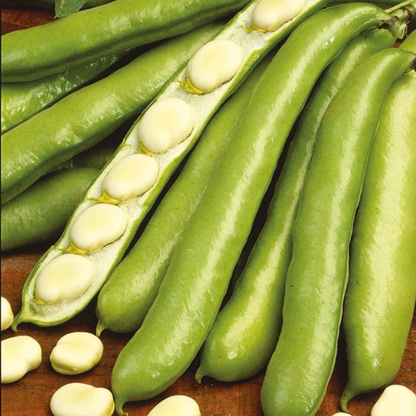 dt-brown VEGETABLE PLANTS 10 Plants (LATE) Broad Bean De Monica Plants