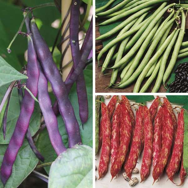 dt-brown VEGETABLE PLANTS Climbing French Bean Veg Plant Collection (Early Despatch) Collection