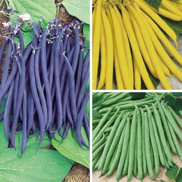 dt-brown VEGETABLE PLANTS French Bean Plant Collection (Late Despatch)