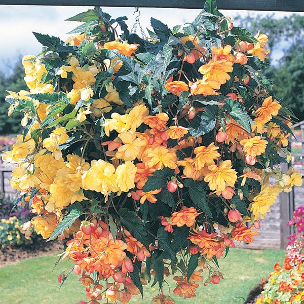 dt-brown FLOWER PLANTS 30 Garden Ready Plants Begonia Illumination Apricot Shades F1 Plug Plants