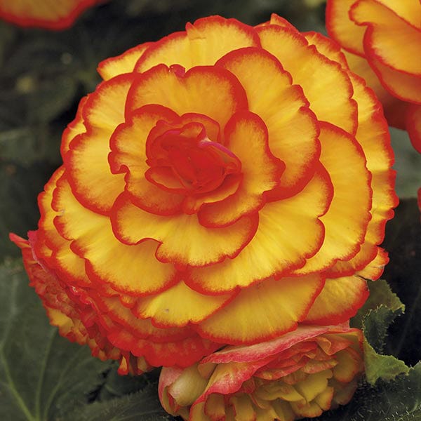 dt-brown FLOWER BULBS Begonia Picotee Sun Glow Flower Bulbs