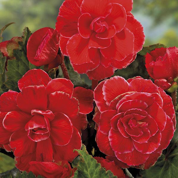 dt-brown FLOWER BULBS Begonia Picotee Lace Red Flower Bulbs