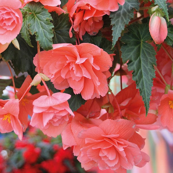 dt-brown FLOWER PLANTS 30 Garden Ready Plants Begonia Illumination Salmon Pink F1 Plug Plants