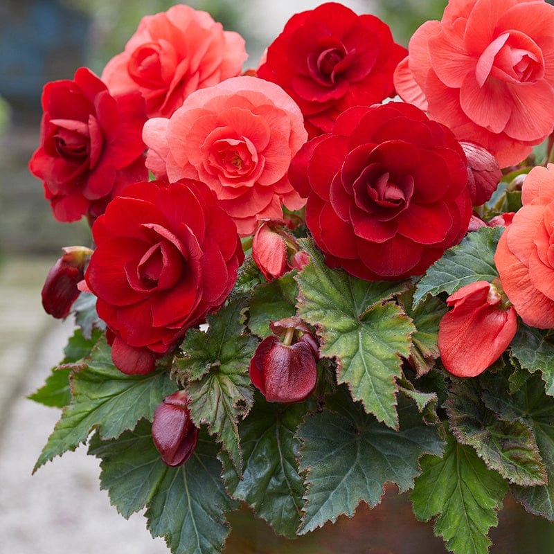 dt-brown FLOWER BULBS Begonia Amerihybrid Rose From Scarlet Tubers